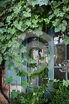The vine almost hides the window