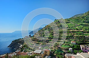 Vine hill in Manarola, Italy