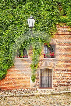 Vine and ivy growing on an old building brick wall.