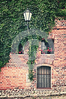 Vine and ivy growing on an old building brick wall.