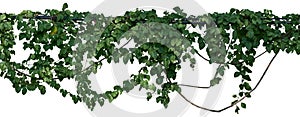 Vine jungle branches hanging. Climber isolated on white background. have clipping path