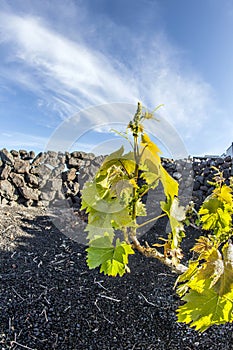 Vine in La Geria, the wine-growing area in Lanzarote