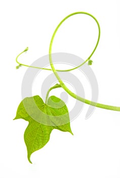 Vine leaf