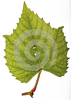 Vine leaf