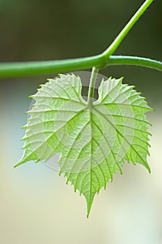 Vine leaf