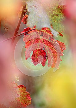 Vine-leaf