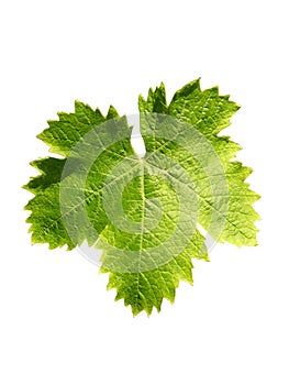 Vine leaf photo