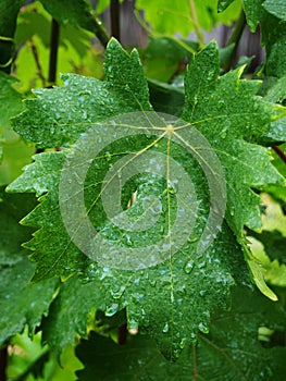 Vine-leaf