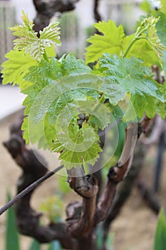 Vine-leaf