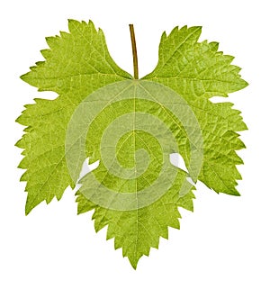 Vine leaf isolated over white