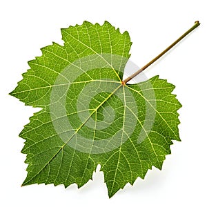 Vine Leaf Isolated on White Background