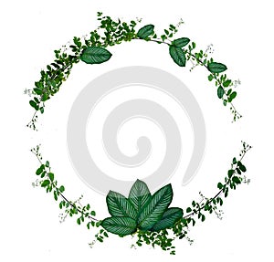 Vine and leaf monstera Circle of Isolates Used in design Border Frame made of Green climbing plant isolated on white background photo