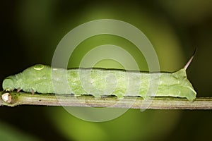Vine Leaf moth caterpillar