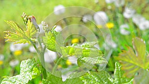 Vine Leaf in spring-Vineyard, Bordeaux Vineyard