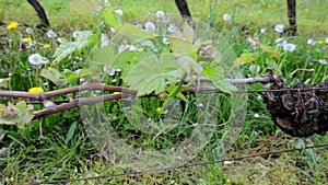 Vine Leaf in spring-Vineyard, Bordeaux Vineyard