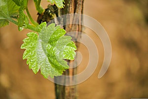 Vine Leaf in spring-Vineyard, Bordeaux Vineyard