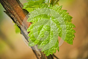 Vine Leaf in spring-Vineyard, Bordeaux Vineyard