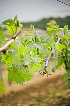 Vine Leaf in spring-Vineyard, Bordeaux Vineyard