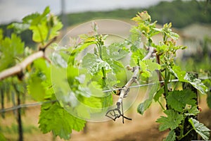 Vine Leaf in spring-Vineyard, Bordeaux Vineyard