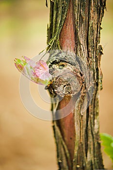 Vine Leaf in spring-Vineyard, Bordeaux Vineyard