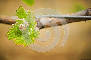 Vine Leaf in spring-Vineyard, Bordeaux Vineyard