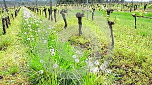 Vine Leaf in spring-Vineyard south west of France