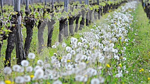 Vine Leaf in spring-Vineyard south west of France