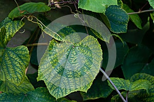 Vine leaf with strong vein and yellow segments under soft light growing outside in open air district garden close up