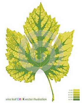 vine leaf