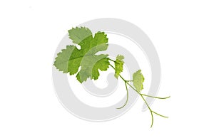 Vine leaf on white background