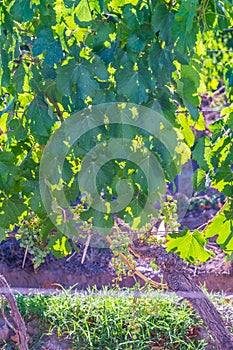Vine Leafs at Vineyard in Mendoza