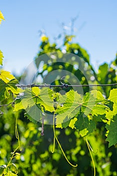 Vine Leafs at Vineyard in Mendoza