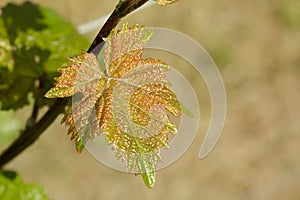 Vine leave in spring