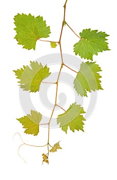 Vine leaves