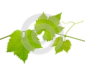 Vine leaves