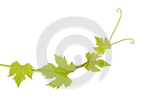 Vine leaves