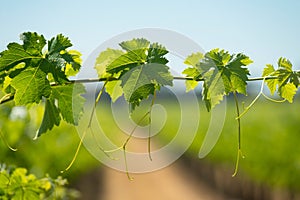 Vine Leaves