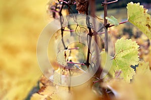 Vine leaves in autumn - Alsace - France