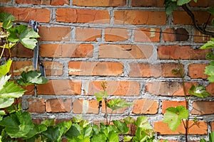 vine leaves on the background of brick wall