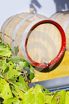 Vine leaves with blurred wine cask