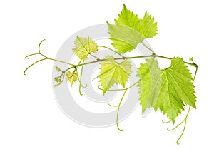 Vine leaves branch isolated on white. Green grape leaf