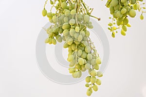 Vine leaves and bunch of grapes on an isolated white backdrop background