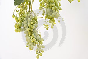 Vine leaves and bunch of grapes on an isolated white backdrop background