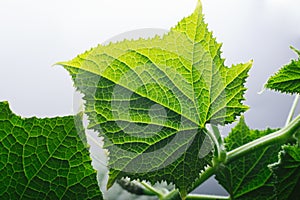 Vine leaves of cucumber in the greenhouse under the sun