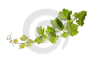 Vine leaves isolated on white