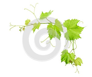 Vine leaves isolated on white. Green leaf