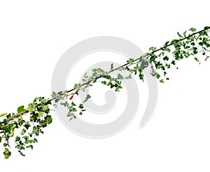 Vine leaves, ivy plant isolated on white background, clipping path