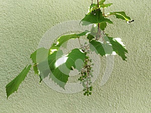Vine with leaves and a sprig of immature grapes on the background of a light green plastered wall. copyspace the text