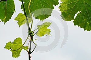 Vine leaves and tendrils on white background
