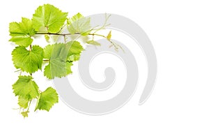 Vine leaves white background Green grape leaf